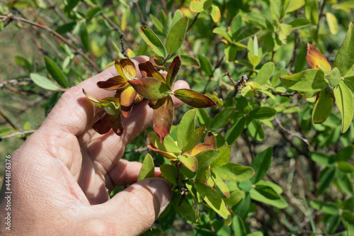 Sick withering brown and red honeysuckle leaves. Fungal disease of berry bushes, bacterial or monial burn or moniliosis. photo