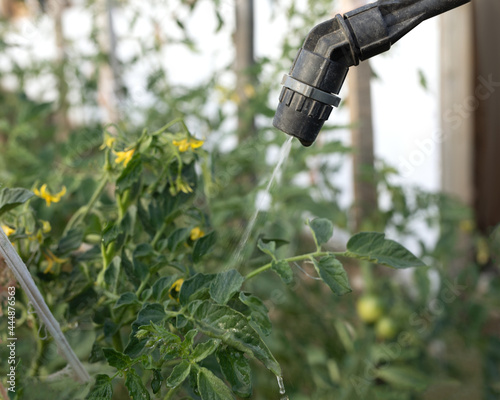 farmer worker sprays fungicides and pesticides in garden to protect plants from diseases and destroy pests photo