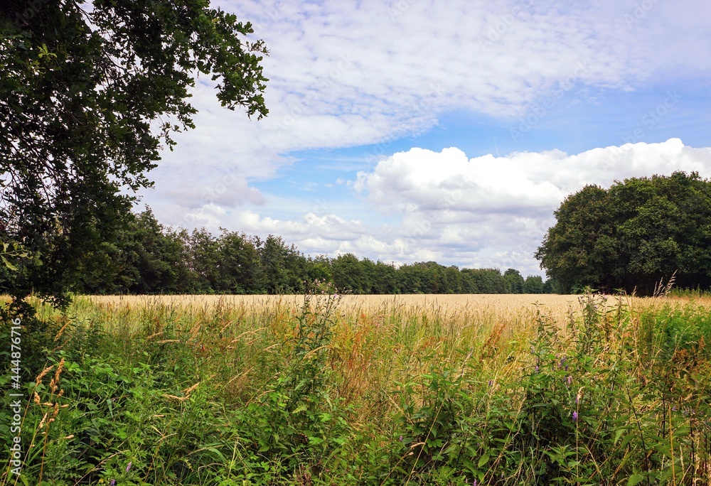 Obraz premium Getreidefeld am Waldrand