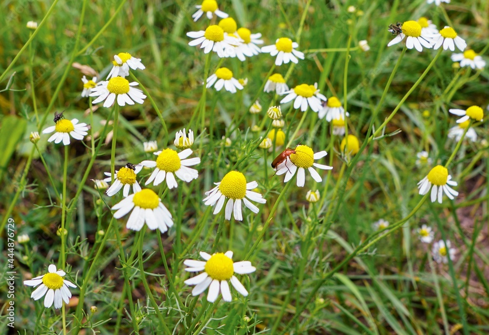 Fototapeta premium Insekten an Wildblumen