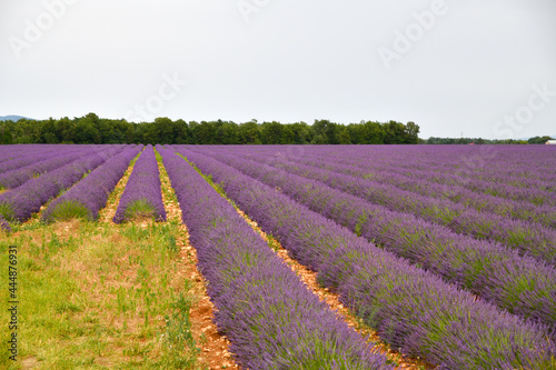 Lavande en fleur