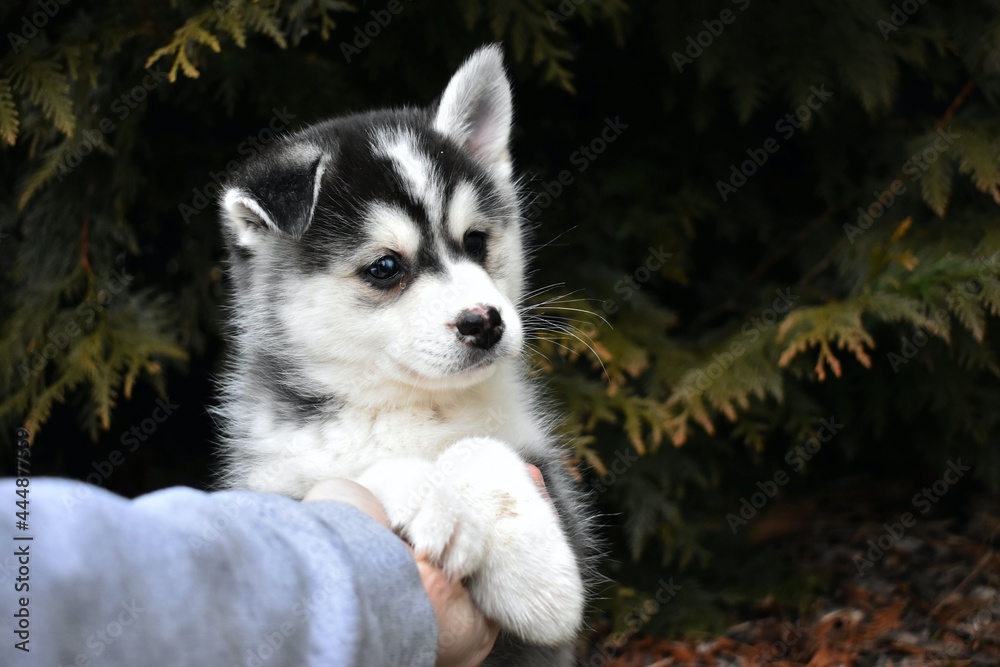 Obraz premium siberian husky puppy
