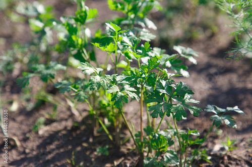 The parsley on the bed in the garden