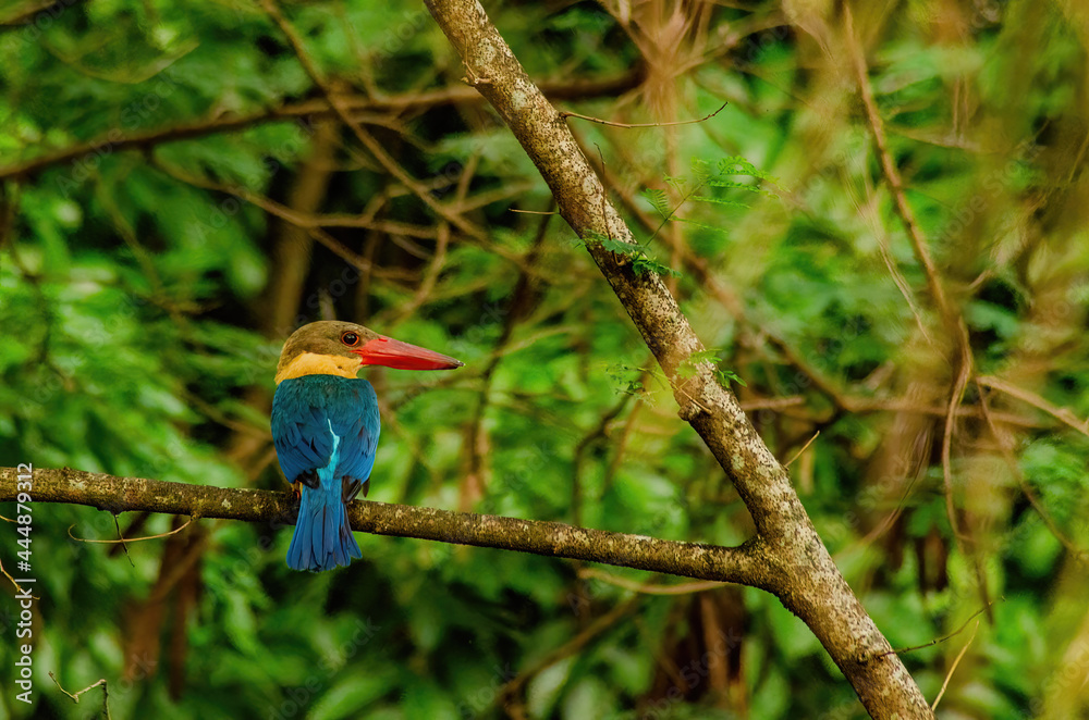 Fototapeta premium kingfisher on the branch