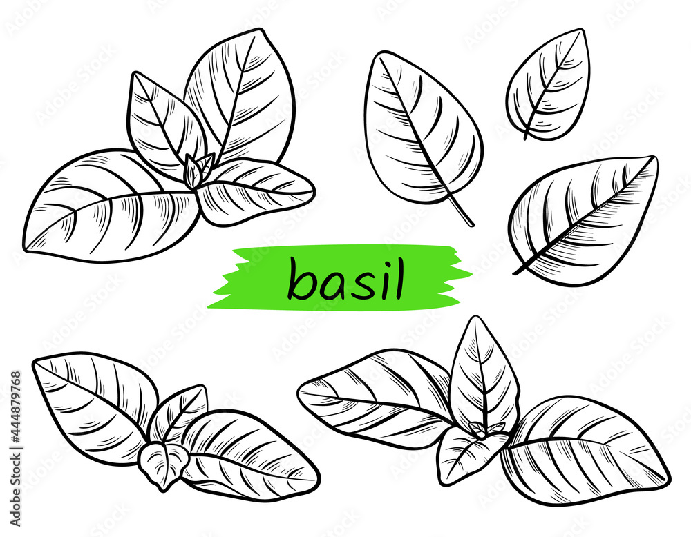 Basil vector drawing set. Collection of basil branch, leaves. Engraved illustration of plant. Black lines isolated on a white background. Hand drawn graphic sketch for packaging, advertisements.