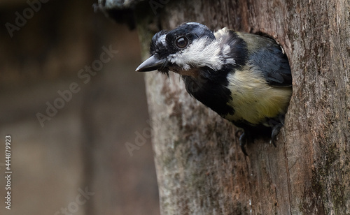 The great tit is a passerine bird in the tit family Paridae. photo