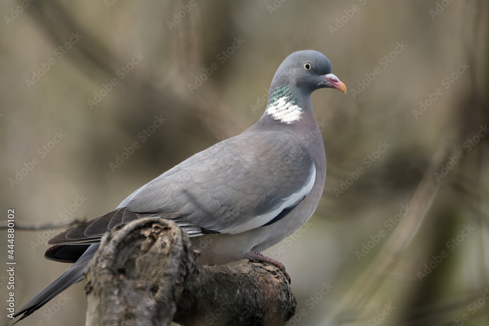 The common wood pigeon is a large species in the dove and pigeon family. It belongs to the genus Columba and, like all pigeons and doves, belongs to the family Columbidae The common wood pigeon is a large species in the dove and pigeon family. It belongs to the genus Columba and, like all pigeons and doves, belongs to the family Columbidae