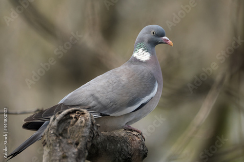 Fotobehang The common wood pigeon is a large species in the dove and pigeon family