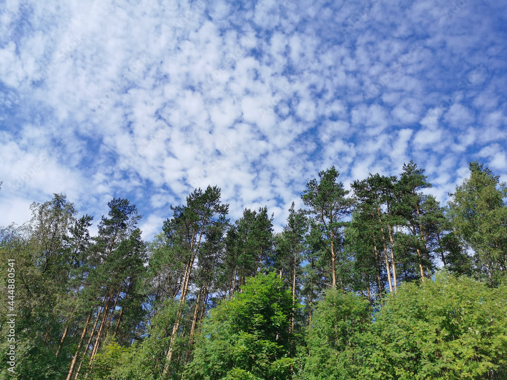 Fototapeta premium Deciduous trees and ship pines against a beautiful sky with clouds on a hot summer day