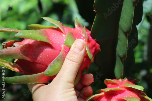 hand holding a dragon fruit in the garden. photo