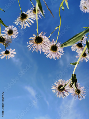 Bottom view of the flowers of lilac erigeron (Latin Erigeron) with sharp thin petals against the background of a blue sky with feathery clouds. © Elena