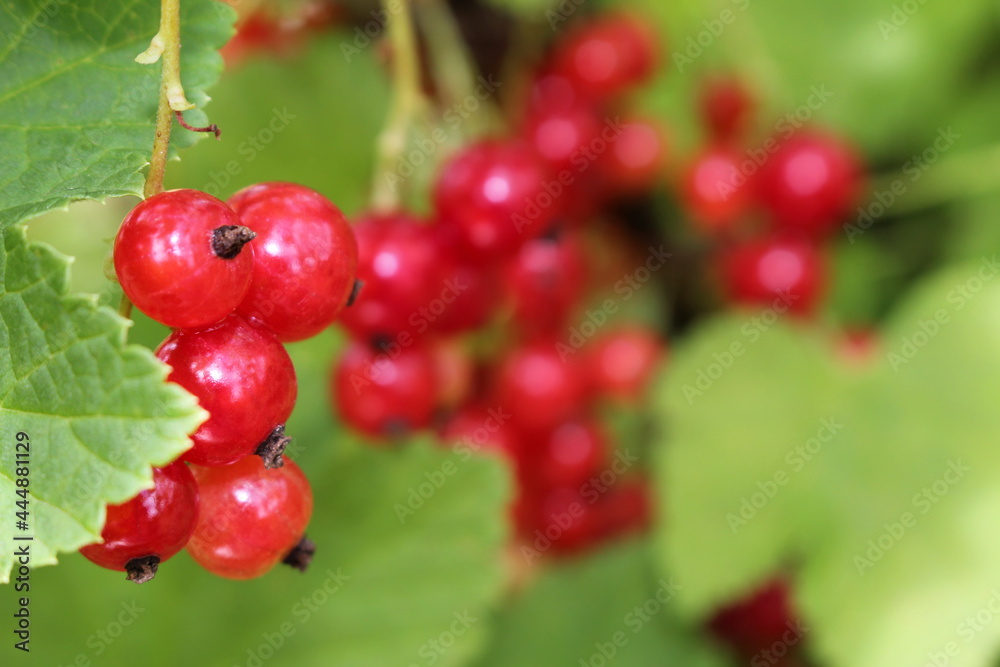 beautiful red currant bush growing in the garden beautiful red currant bush growing in the garden