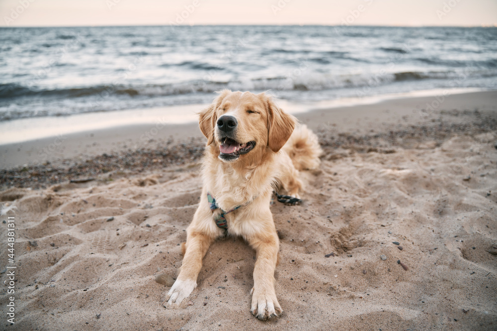 Golden retriever on the sea shore sandy beach. Happy dog during vacation with family Golden retriever on the sea shore sandy beach. Happy dog during vacation with family