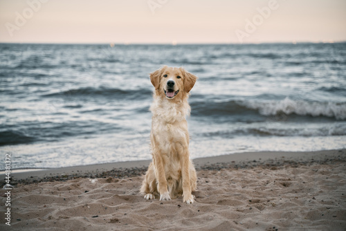 Top view portrait of golden retriever sitting on the seashore. Happy purebred dog is looking into the camera