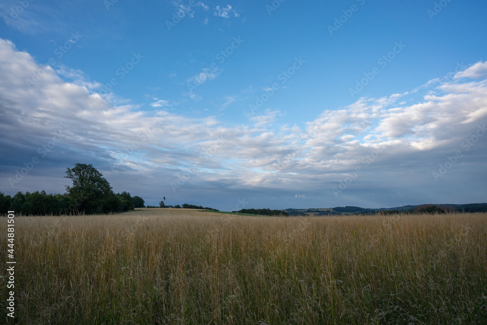 Weizen Feld im Sauerland
