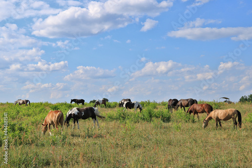 eine Herde Pferde und Maultiere grasen auf einer Weide © ReNi