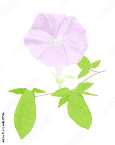 手描きの朝顔