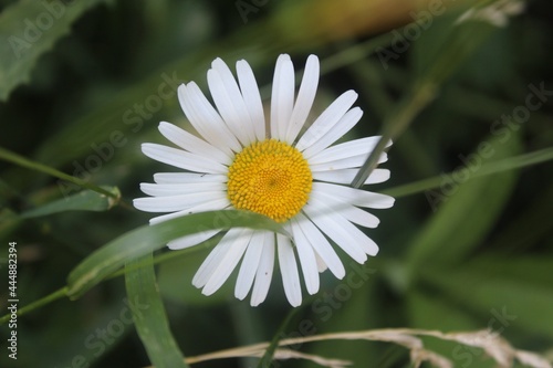 Chamomile close up