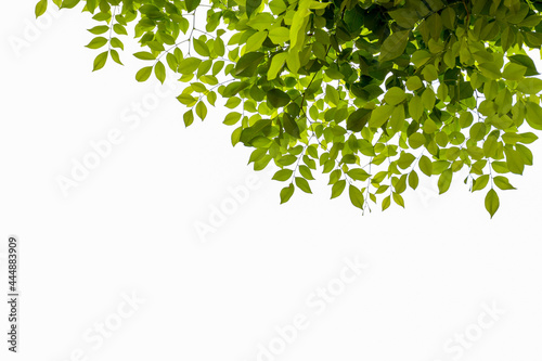 green leaves on white background