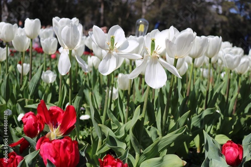 red and white tulips in spring