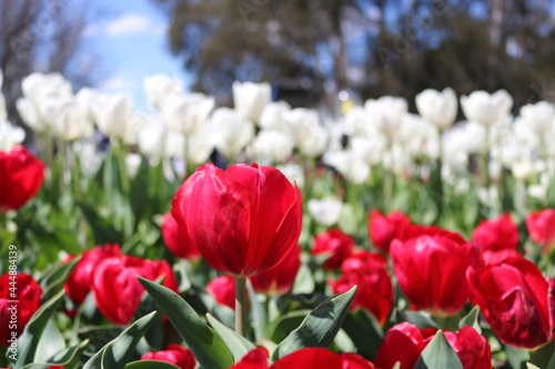 red and white tulips