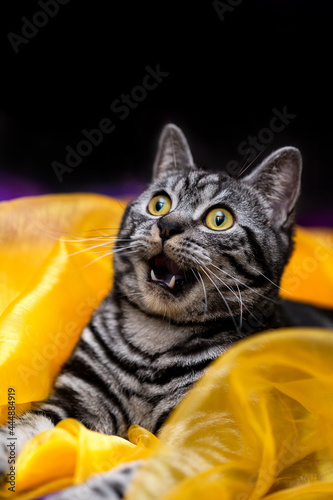 Cat looks suprised with mouth open