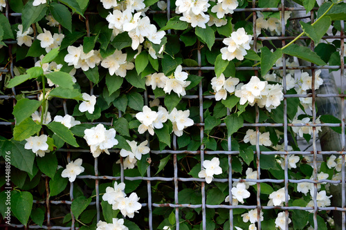 lattice with white jasmine, close-up, as a texture for the background