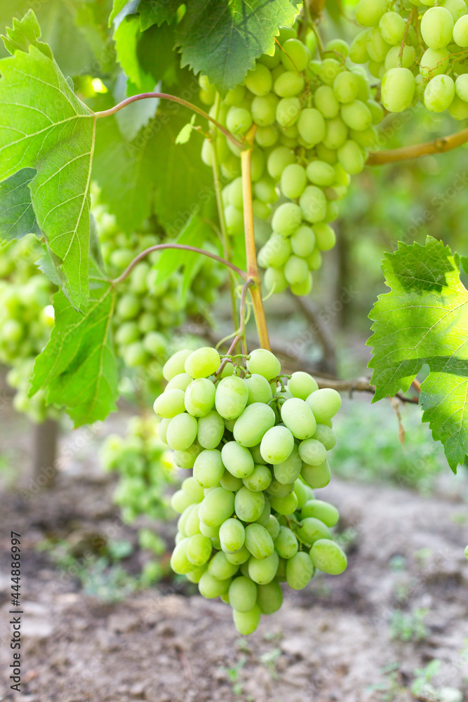 A ripe bunch of light grapes. Harvesting. Winemaking