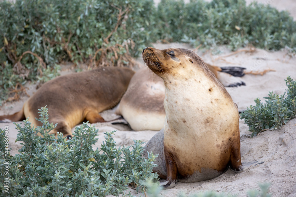 multiple cow seal in seal bay kangaroo island south australia on may 9th 2021 multiple cow seal in seal bay kangaroo island south australia on may 9th 2021