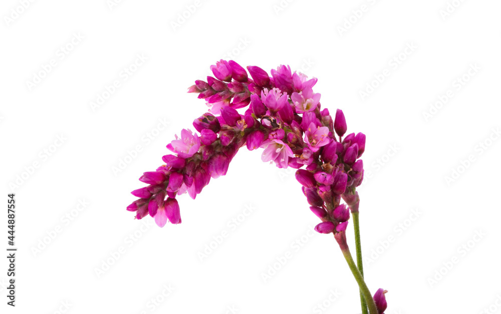 Obraz premium meadow flower isolated