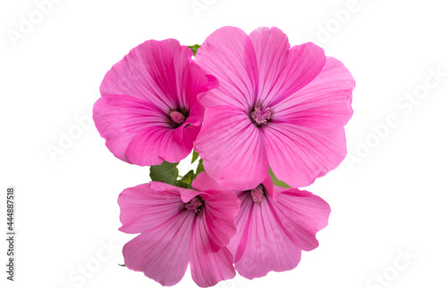 pink lavatera isolated
