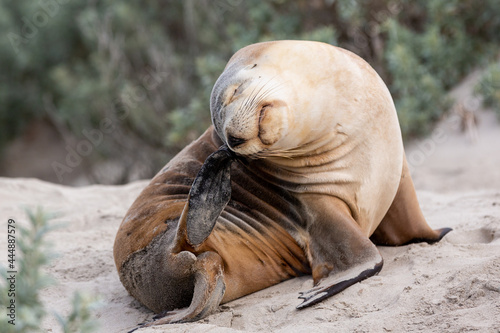 A cow seal scratching in seal bay kangaroo island south australia on may 9th 2021