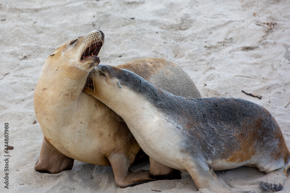 Fototapeta premium A cow and pup seal in seal bay kangaroo island south australia on may 9th 2021