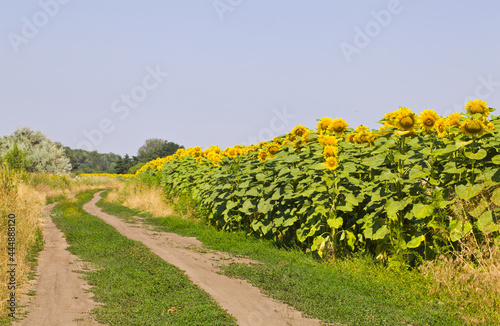 Rural road in a field with sunflowers. photo