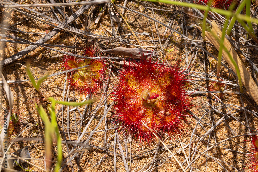 Close-up of Drosera trinervia, a carnivorous plant from the Sundew family, seen in the Cederberg in the Western Cape of South Africa Close-up of Drosera trinervia, a carnivorous plant from the Sundew family, seen in the Cederberg in the Western Cape of South Africa