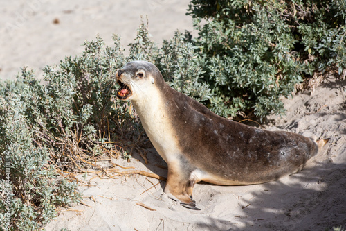 A cow seal in seal bay kangaroo island south australia on may 9th 2021