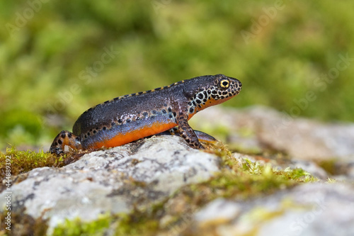 The alpine newt is one of the most colorful animals 