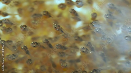 Close up embryo of Nile tilapia in farm culture(Oreochromis niloticus)