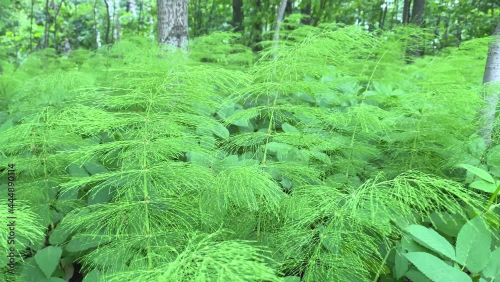 Wild fern bush close up swinging in the wind in the forest fern in the ...