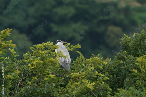 great heron in the forest