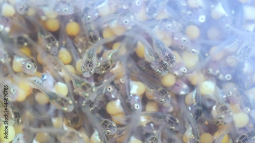 Close up development of the embryo of Nile tilapia or Oreochromis niloticus.Aquaculture concept. photo