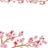 pink sakura on white background