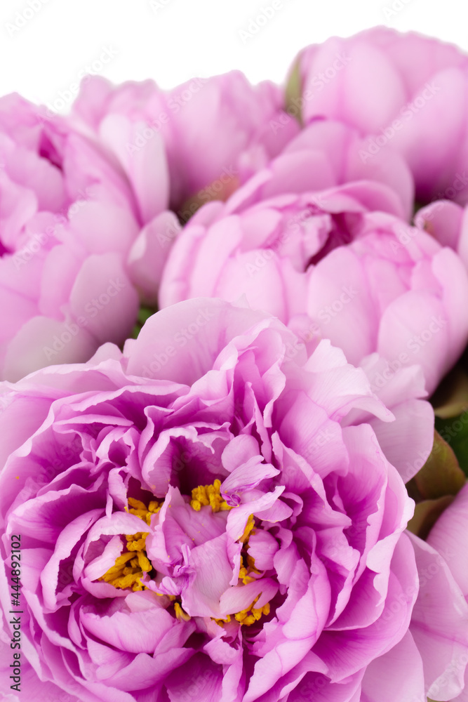 Pink peony flowers bouquet close up isolated on white