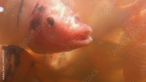 Red tilapia fish. Underwater close up photo