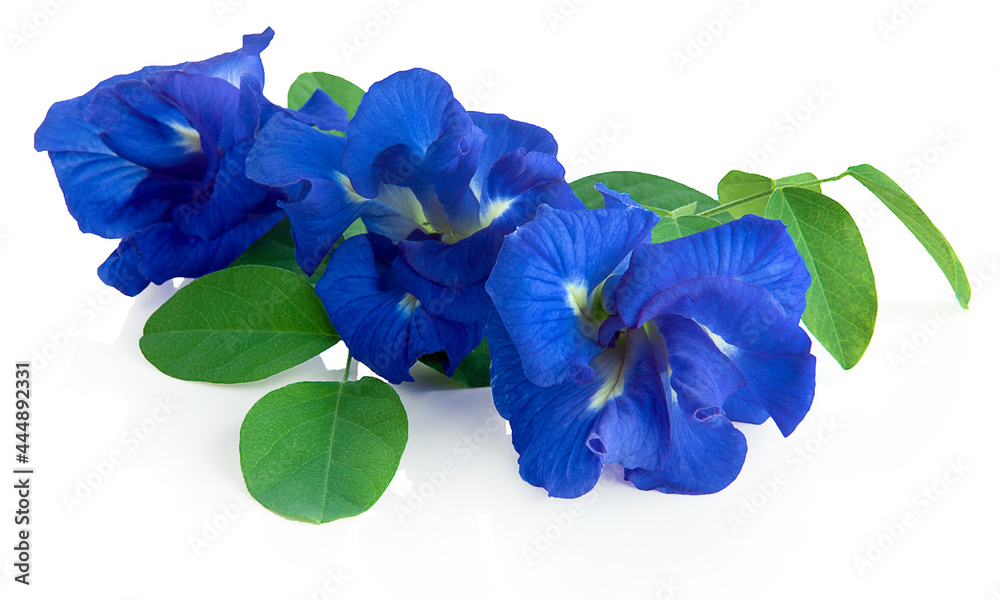 butterfly pea, blue pea, or asian pigeonwings flower isolated on white background, tropical flower
