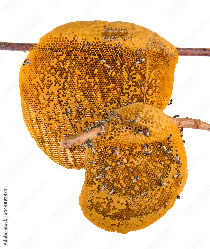 Bees on honeycomb isolated on white background