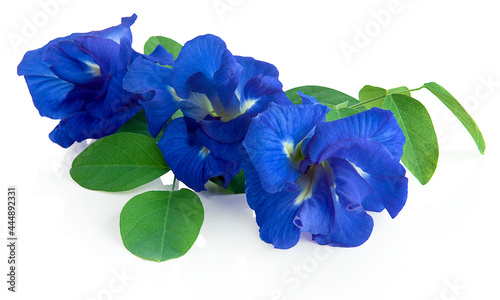 Obraz na płótnie butterfly pea, blue pea, or asian pigeonwings flower isolated on white background, tropical flower w salonie