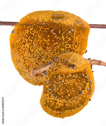 Obraz na płótnie Bees on honeycomb isolated on white background w salonie