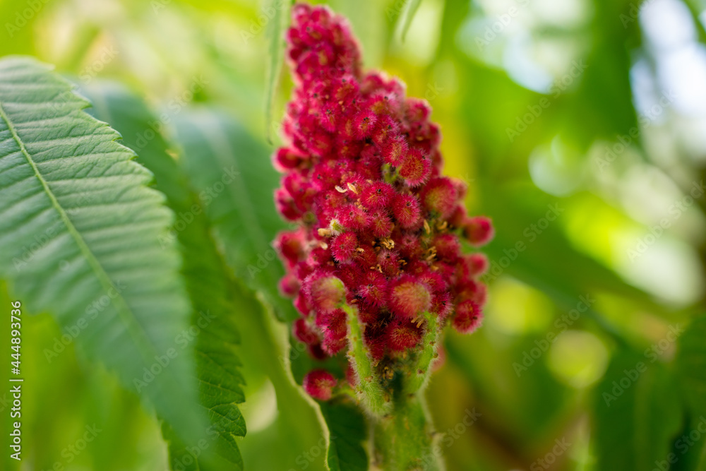 Red inflorescences close up on a background of green blurred leaves Red inflorescences close up on a background of green blurred leaves