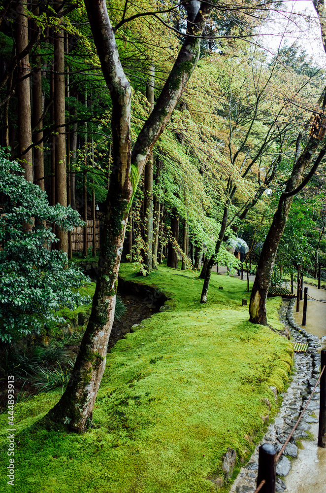 Fototapeta premium tree park garden in japan